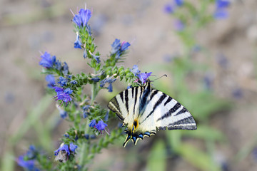 Detailní pohled na motýla - Iphiclides podalirius na květu Symphytum officinale