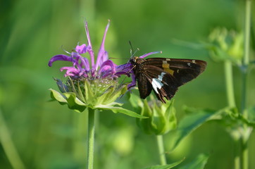 Purple Bergamont 