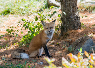 Naklejka na ściany i meble Red Fox Sitting under a tree