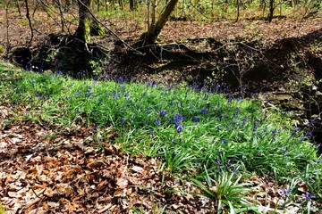 Sunlight on the Bluebells