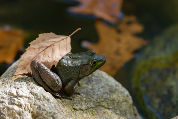 Frog and Leaf