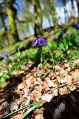 Sunlight on the Bluebells