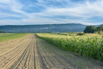 Landwirtschaft im Sommer mit Ackerland und Maisfeld