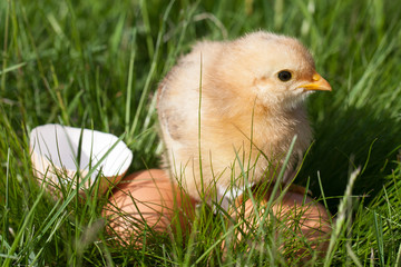 baby chicken with broken eggshell and eggs in the green grass
