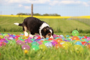 border collie welpe spielt im garten