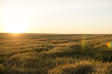 Fototapeta na wymiar Ears of wheat in the field. backdrop of ripening ears of yellow wheat field on the sunset cloudy orange sky background. Copy space of the setting sun rays on horizon in rural meadow 