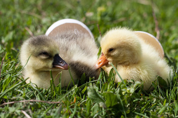 two little domestic gosling with broken egg in green grass