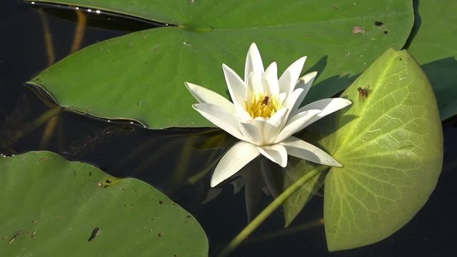 White water lily in a pond. Lotus flower. Water lily background. Water lilies video footage.Leaves and the May color on the water surface.