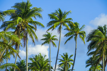 palmiers en polynésie, tahiti 
