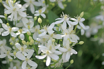 White clematis in the garden in summer time - obrazy, fototapety, plakaty