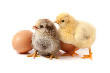 two cute little chicken with egg isolated on white background