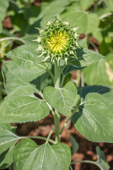 Small Sunflower