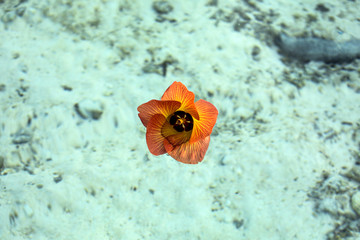 fleur tropicale sur lagon transparent