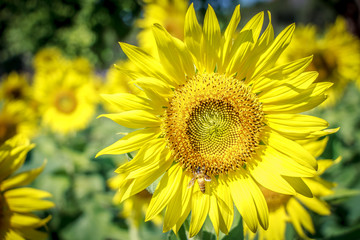 Obraz premium Beautiful sunflowers