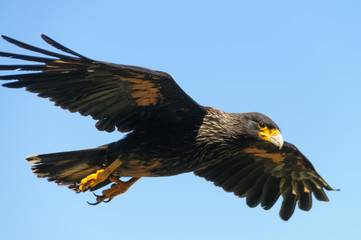Striated Caracara on the Falkland Islands