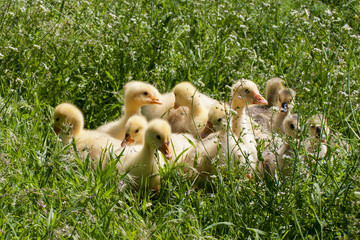A flock of little geese grazing in green grass