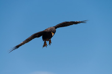 Obraz premium Striated Caracara on the Falkland Islands