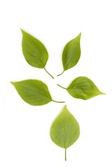 Fototapeta na wymiar Poplar leaves on white background