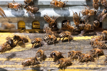 The bees at front hive entrance close-up. Selective focus