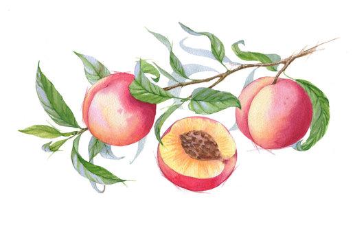 Hand-drawn watercolor illustration of fresh ripe fruits - fresh ripe peaches on the branch. Watercolor harvest isolated on the white background