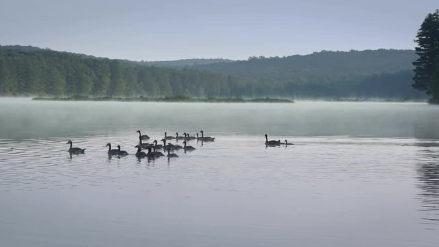 Canadian Goose On Lake