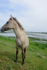Horse in the open field