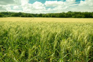 Wheat growing in a field on an early summer day