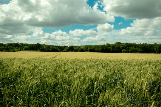 Wheat growing in a field on an early summer day
