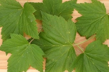 Currant leaves on a wooden table