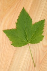 Currant leaves on a wooden table