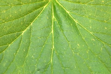 Currant leaves (macro) background