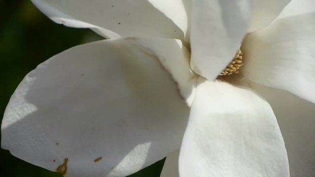 Beautiful magnolia bloom in sunshine.
