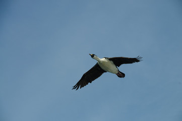 South Georgian Imperial Shags