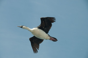 South Georgian Imperial Shags