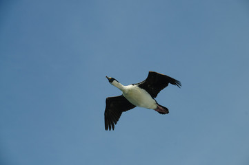 South Georgian Imperial Shags