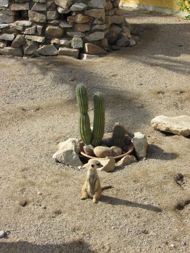 Funny surikat poses with the cactus