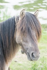 Horse in the open field