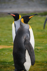King Penguins on Salisbury plains