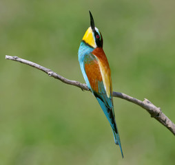 Bee eater