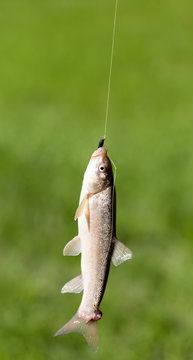 Fish caught on the hook