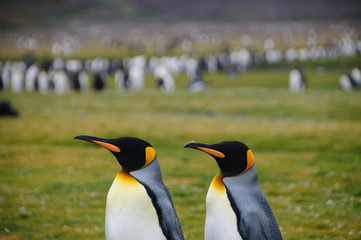 King Penguins on Salisbury plains