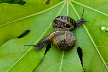 Two snails on a green leaf