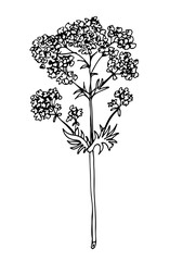 Valerian plant vector illustration isolated on white background