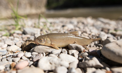 Fish on the rocks by the river