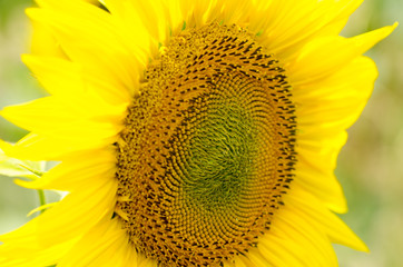 Close-up view of a young sunflower flower