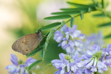 Beautiful nature scene with butterfly Meadow brown (Maniola jurtina). Macro shot of butterfly on the flower. Butterfly in the nature habitat.