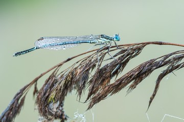 Beautiful nature scene with damselfly White-legged damselfly (Platycnemis pennipes). Macro shot of...