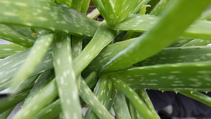 Obraz premium green closeup