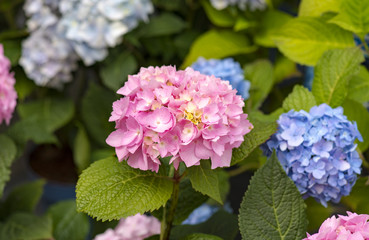 Fototapeta premium Pink and blue hydrangeas at a garden