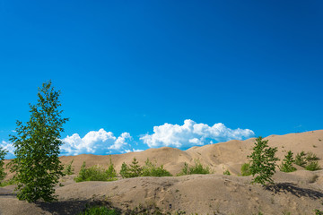 Sand dunes overgrown with young trees and shrubs.